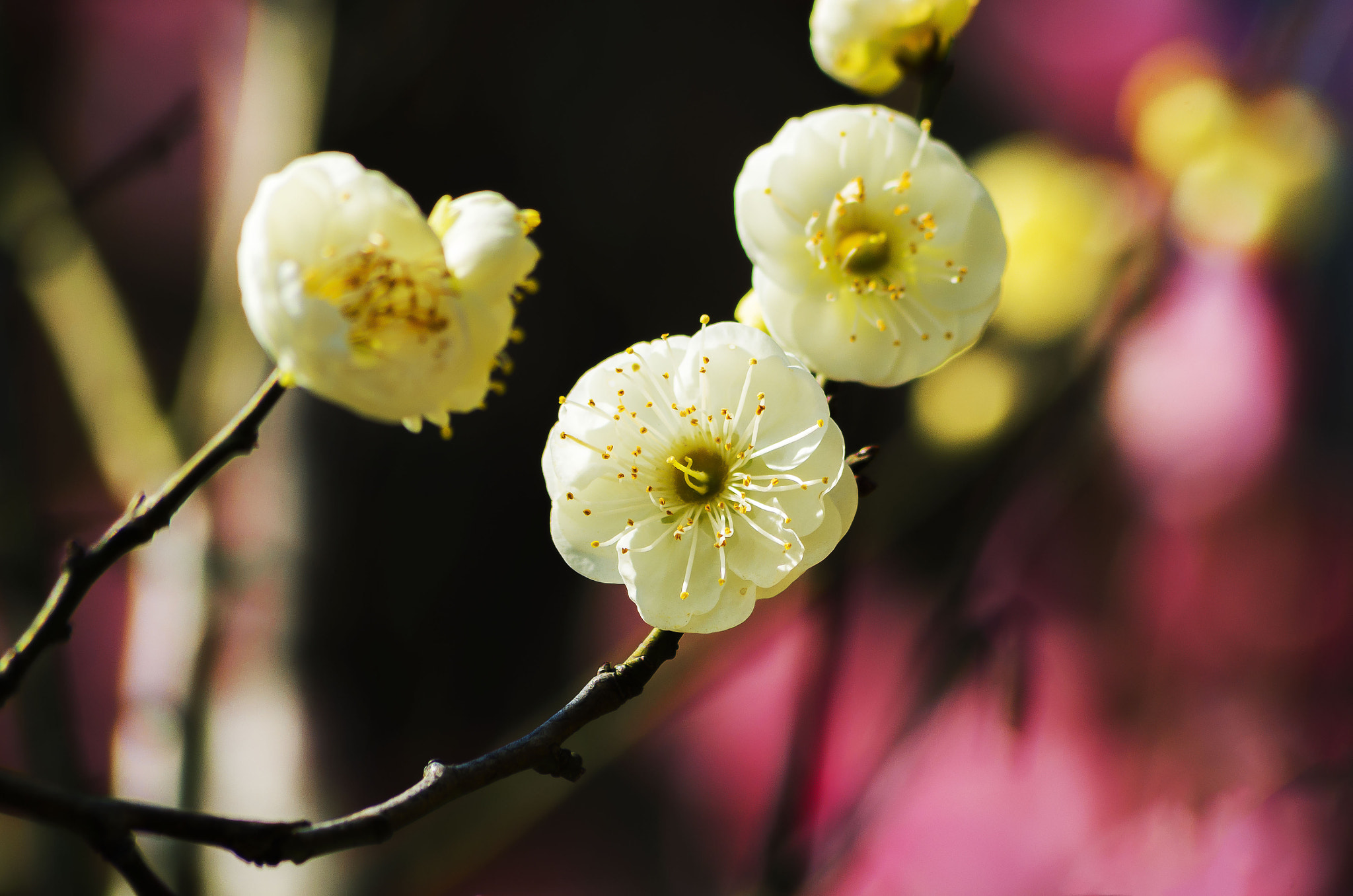 Pentax smc DA 55-300mm F4.0-5.8 ED sample photo. Plum photography