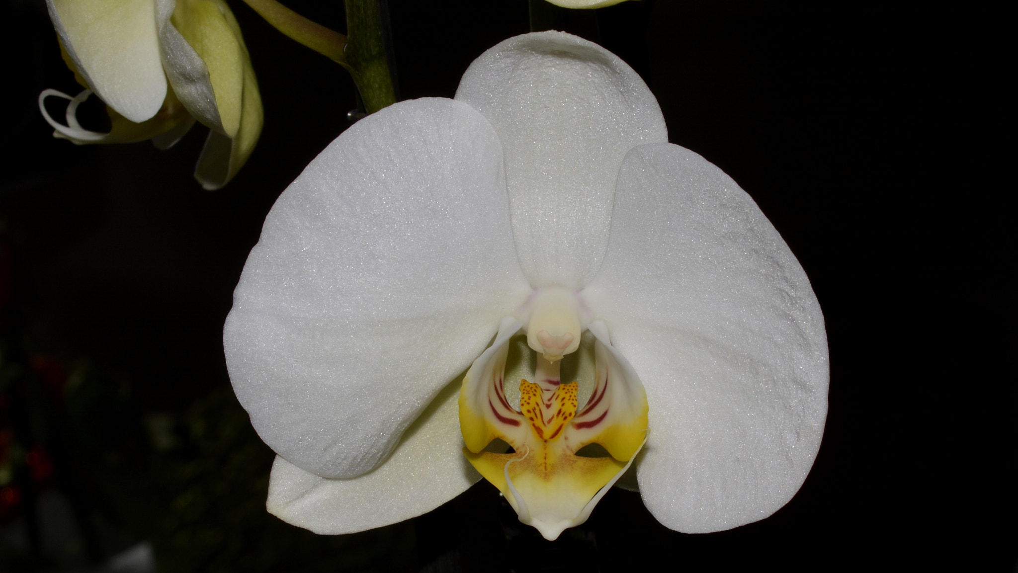 Nikon AF-S DX Micro Nikkor 40mm F2.8 sample photo. Orchid photography