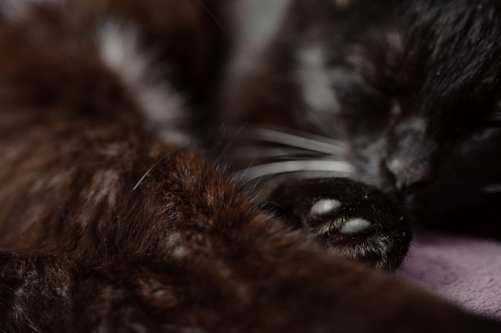 Nikon D700 + Sigma 35mm F1.4 DG HSM Art sample photo. Cat photography