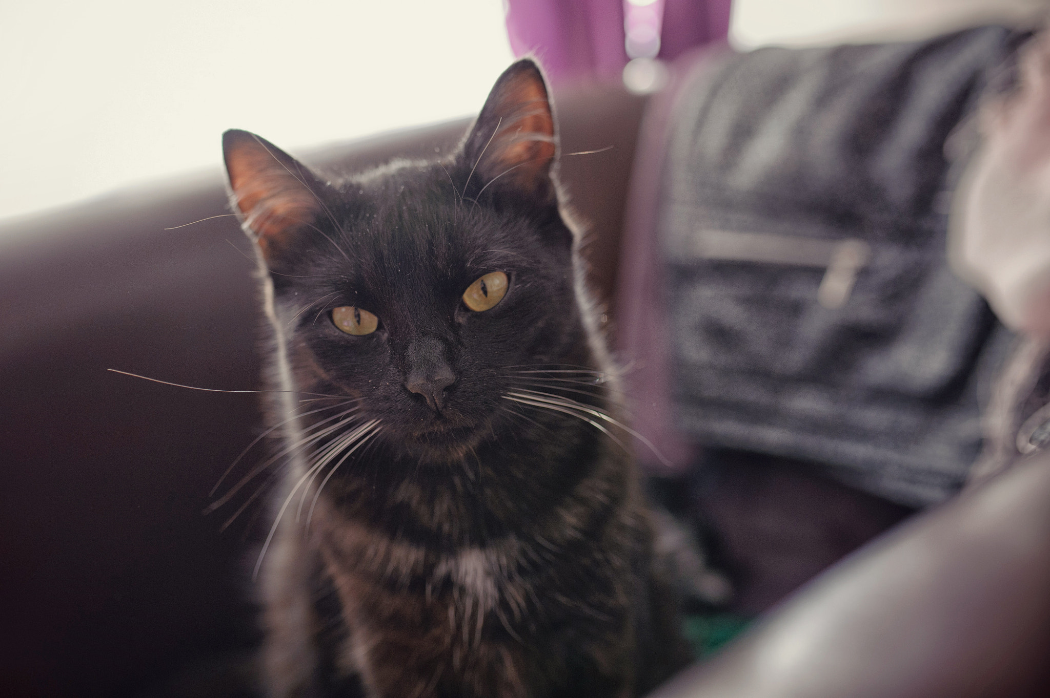 Nikon D700 + Sigma 35mm F1.4 DG HSM Art sample photo. Cat photography
