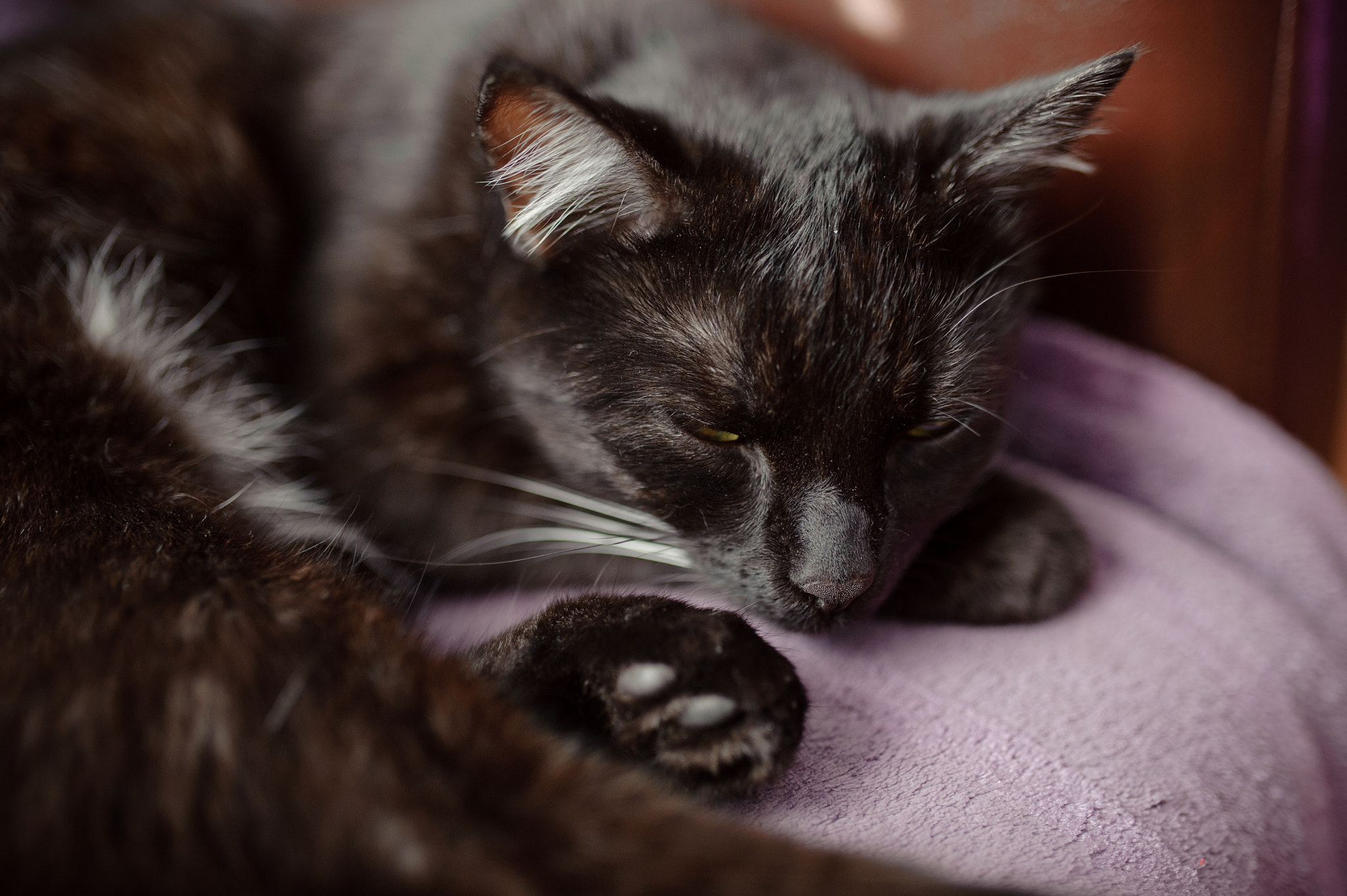 Nikon D700 + Sigma 35mm F1.4 DG HSM Art sample photo. Cat photography