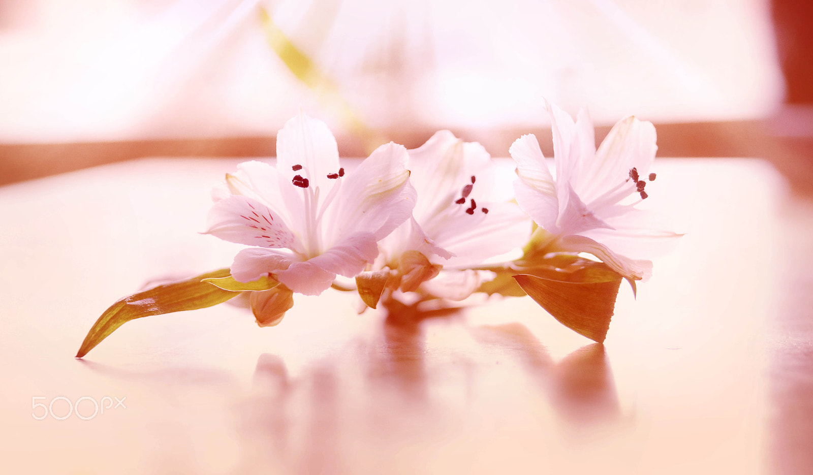 Sigma 24-70mm F2.8 EX DG HSM sample photo. Flowers in light photography