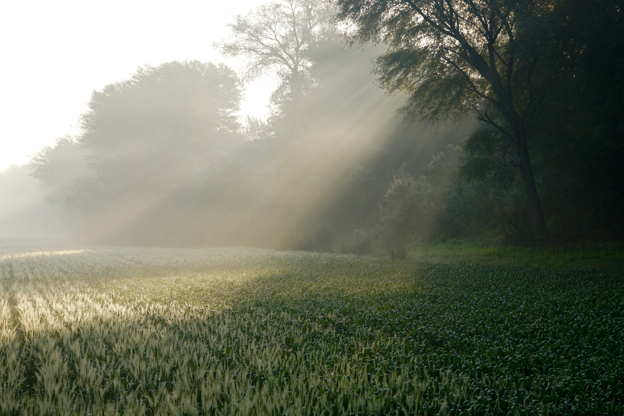 Sony a6300 sample photo. Wheat photography