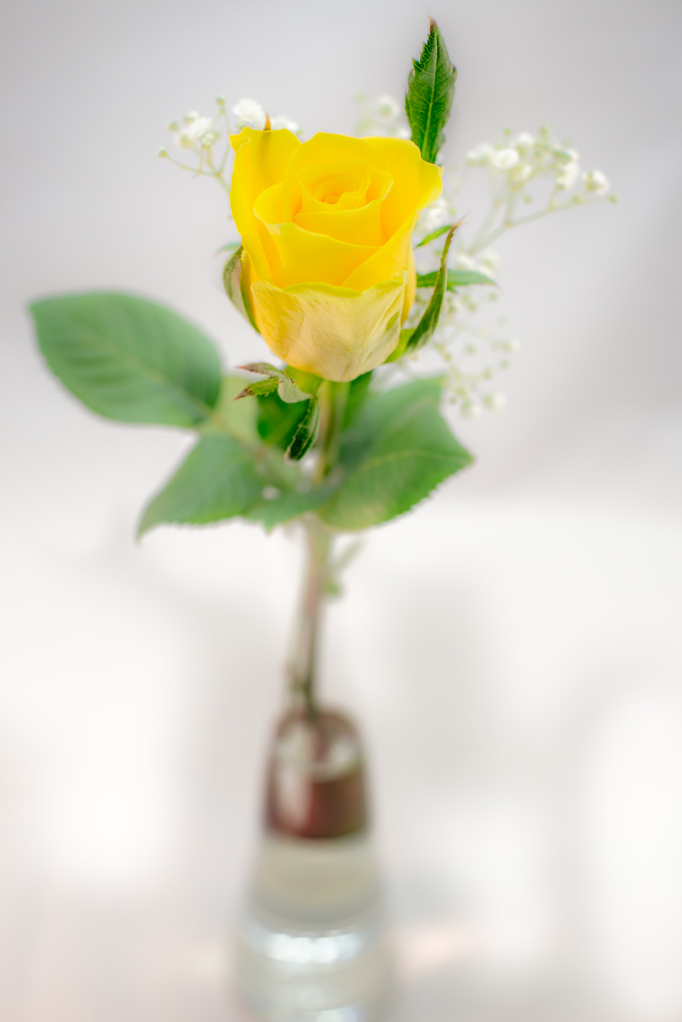 Nikon D610 + Nikon AF Nikkor 50mm F1.4D sample photo. Rose.. photography