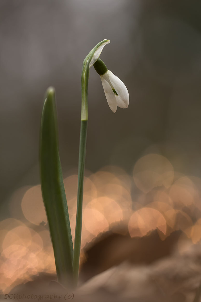 Canon EF 100mm F2.8L Macro IS USM sample photo. Snowdrop photography