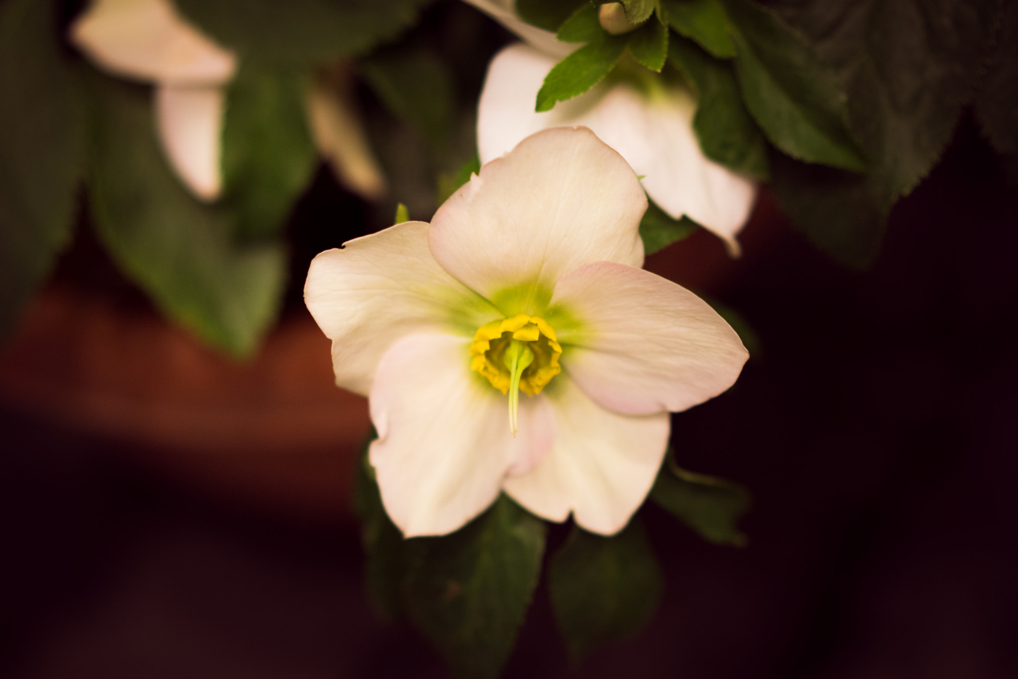 Sony a6500 + Sony Sonnar T* FE 55mm F1.8 ZA sample photo. Small flower in japan photography