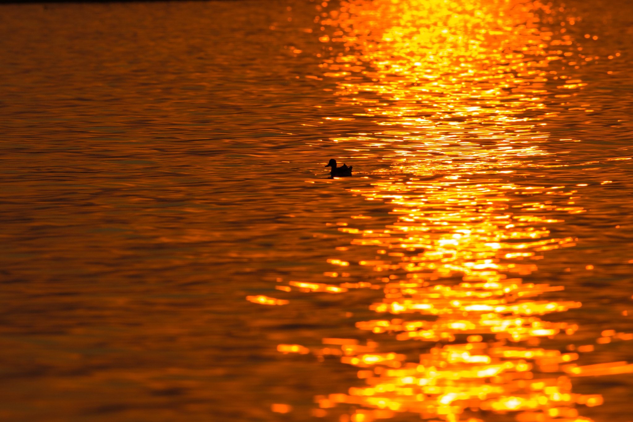 Canon EF 300mm F2.8L IS II USM sample photo