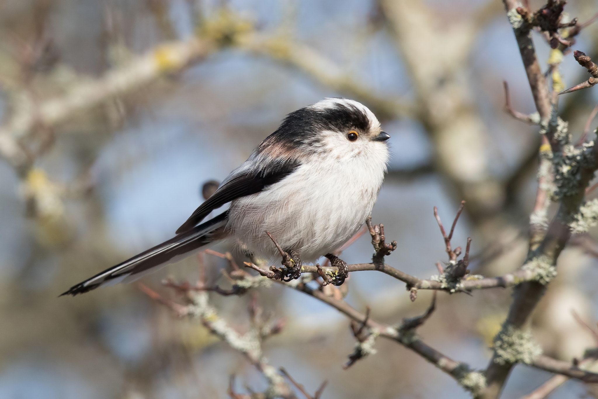 Canon EF 500mm F4L IS II USM sample photo. Long-tailed tit photography