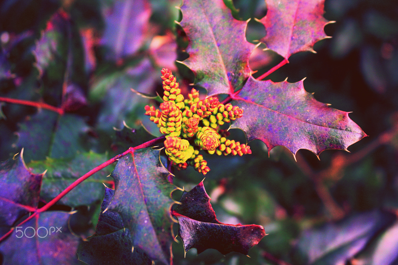 Canon EOS 40D sample photo. Nature photography