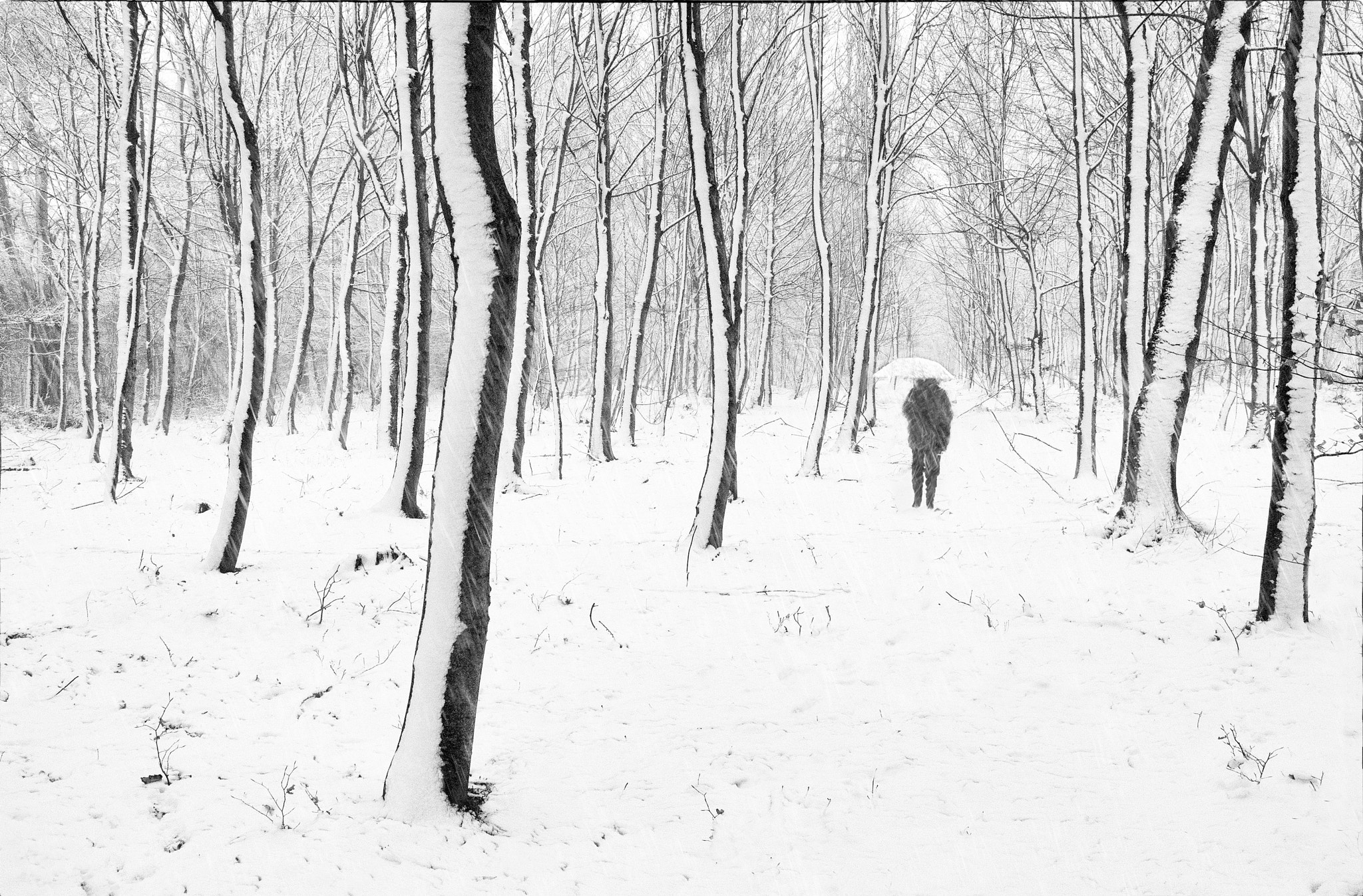 Nikon D300 sample photo. Winter in the woods photography