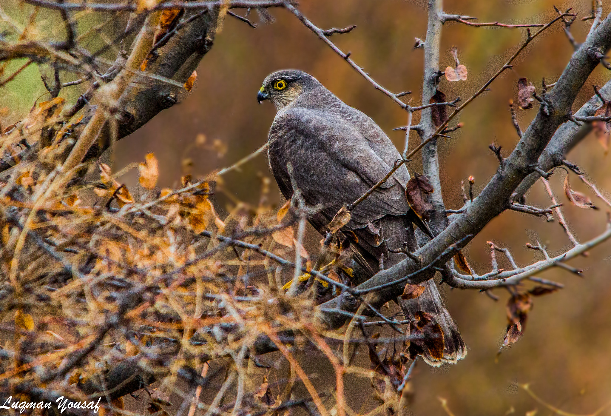 Canon EOS 1200D (EOS Rebel T5 / EOS Kiss X70 / EOS Hi) + Sigma 150-500mm F5-6.3 DG OS HSM sample photo. Sparrow hawk photography