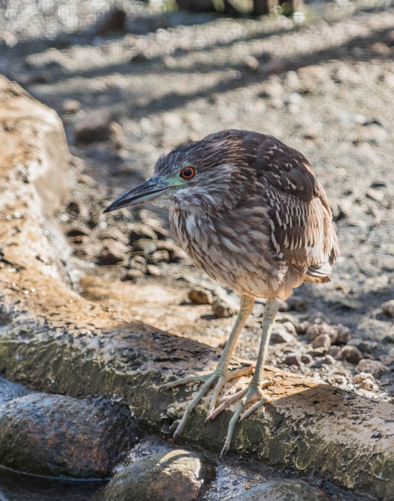 Nikon D500 sample photo. Night heron. photography