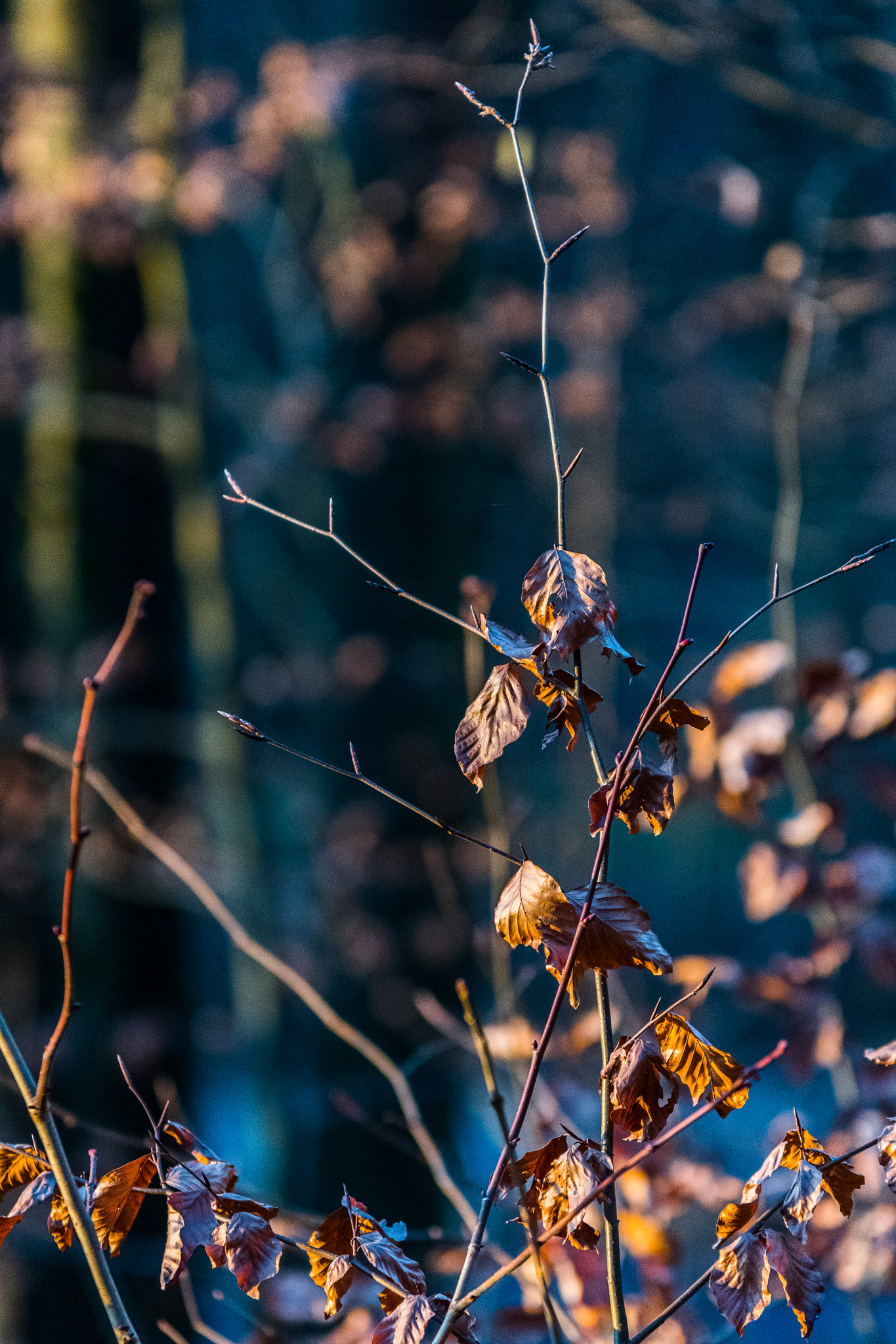 Nikon D500 + Sigma 70-200mm F2.8 EX DG OS HSM sample photo. Brown leaves photography