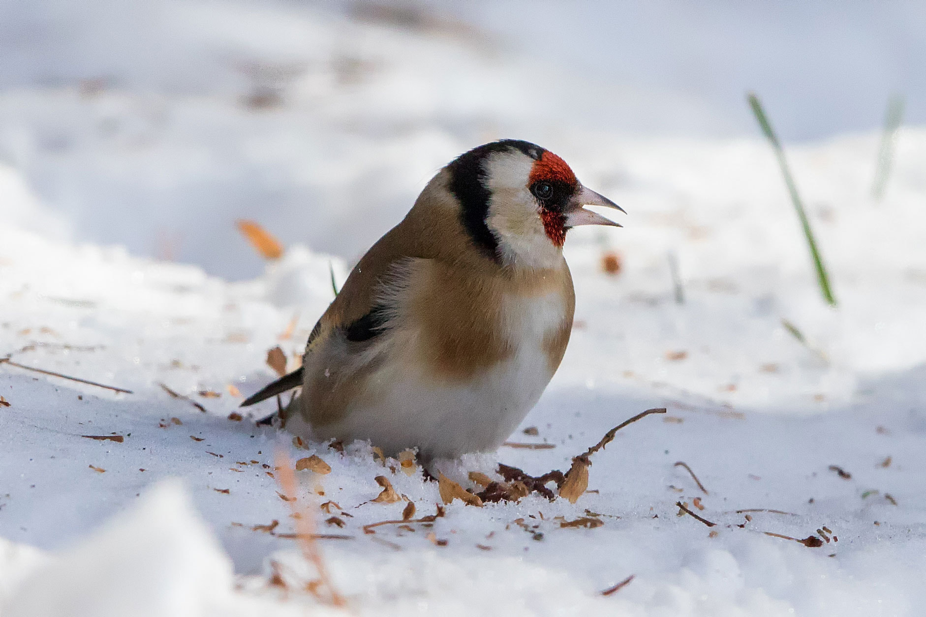 Canon EF 500mm F4L IS II USM sample photo. Goldfinch photography