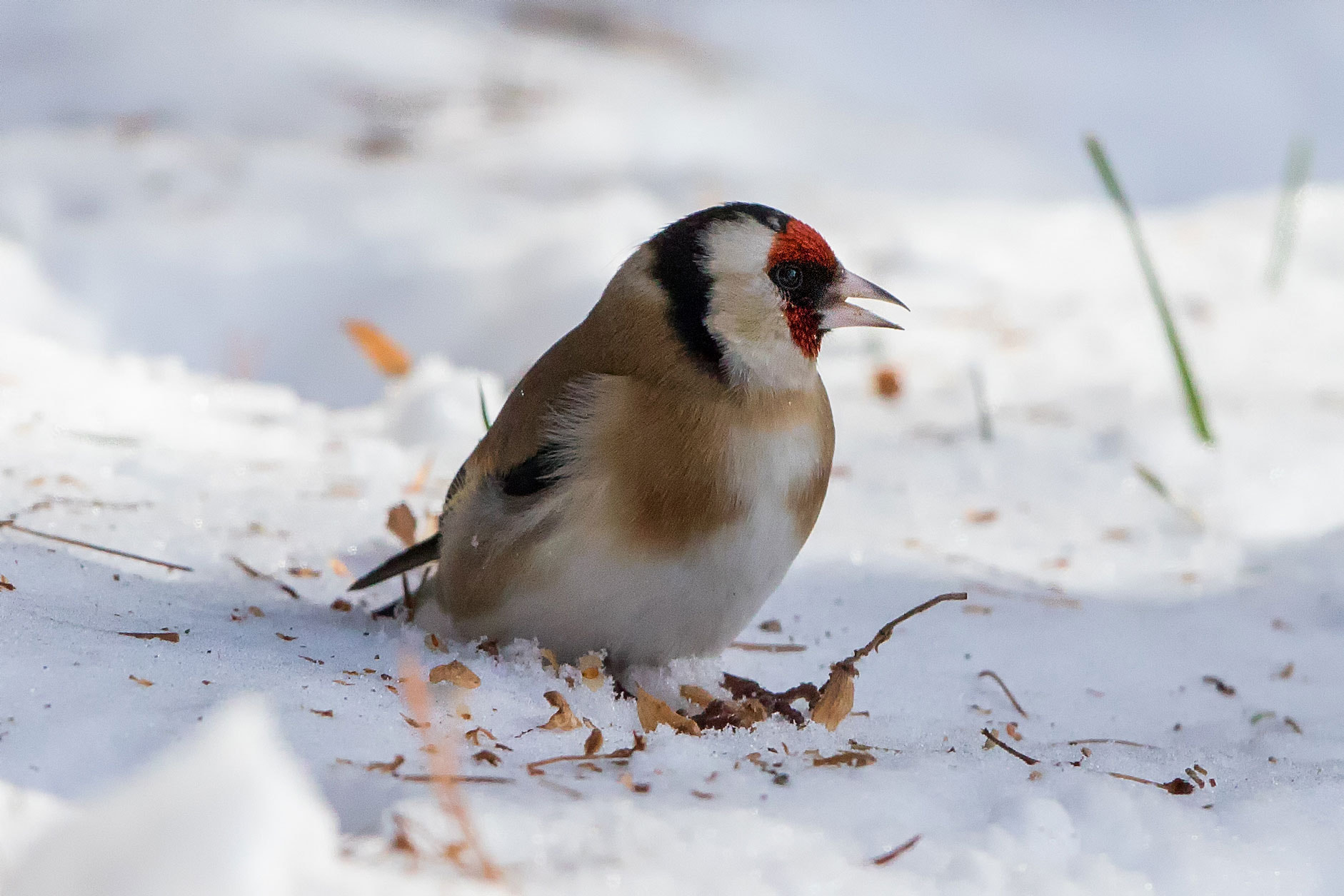 Canon EOS 5D Mark IV sample photo. Goldfinch photography