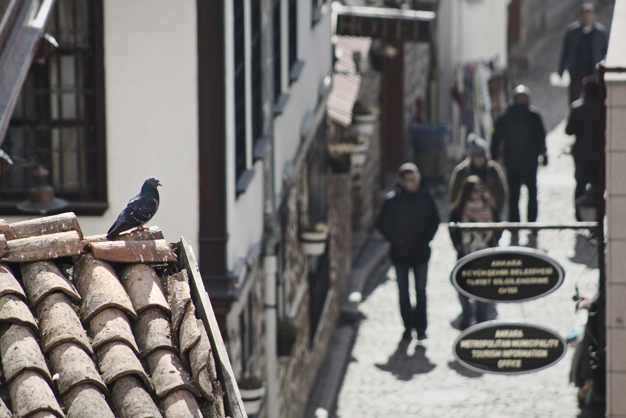 Canon EF 75-300mm f/4-5.6 USM sample photo. Bird view photography