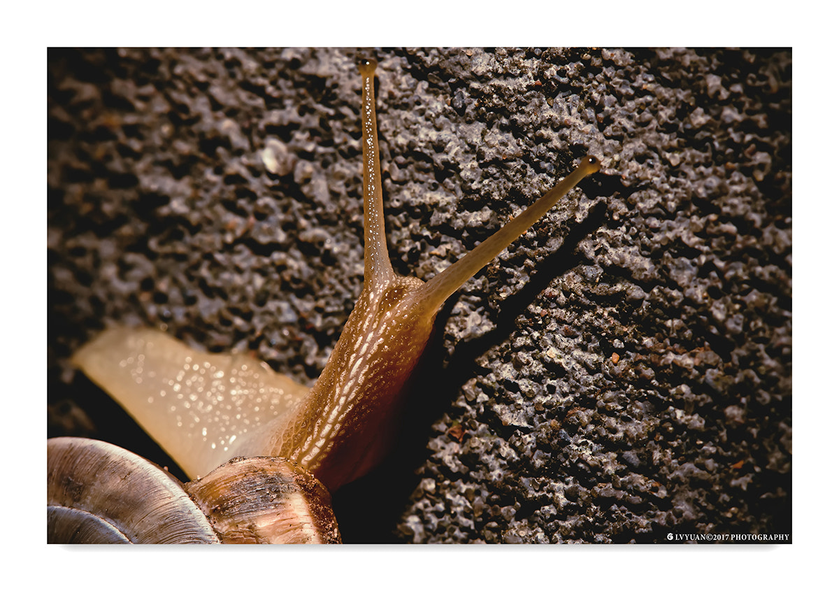 Canon EF 100mm F2.8 Macro USM sample photo. Positive photography
