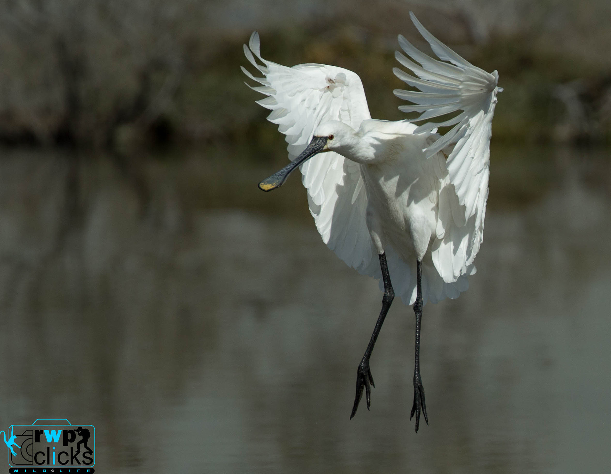 Canon EOS-1D X + Canon EF 500mm F4L IS USM sample photo. Eurasian spoonbill landing  photography