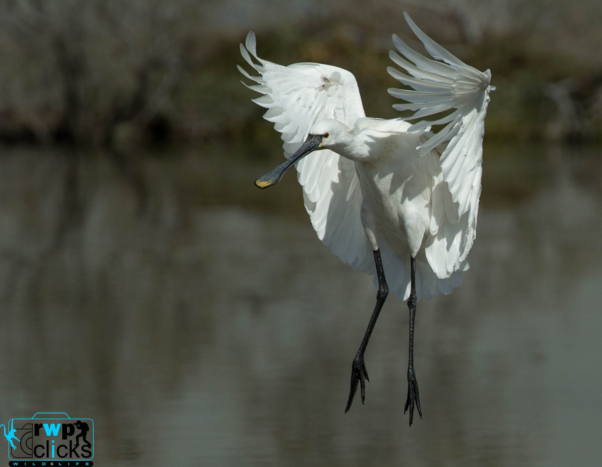 Canon EF 500mm F4L IS USM sample photo. Eurasian spoonbill landing  photography