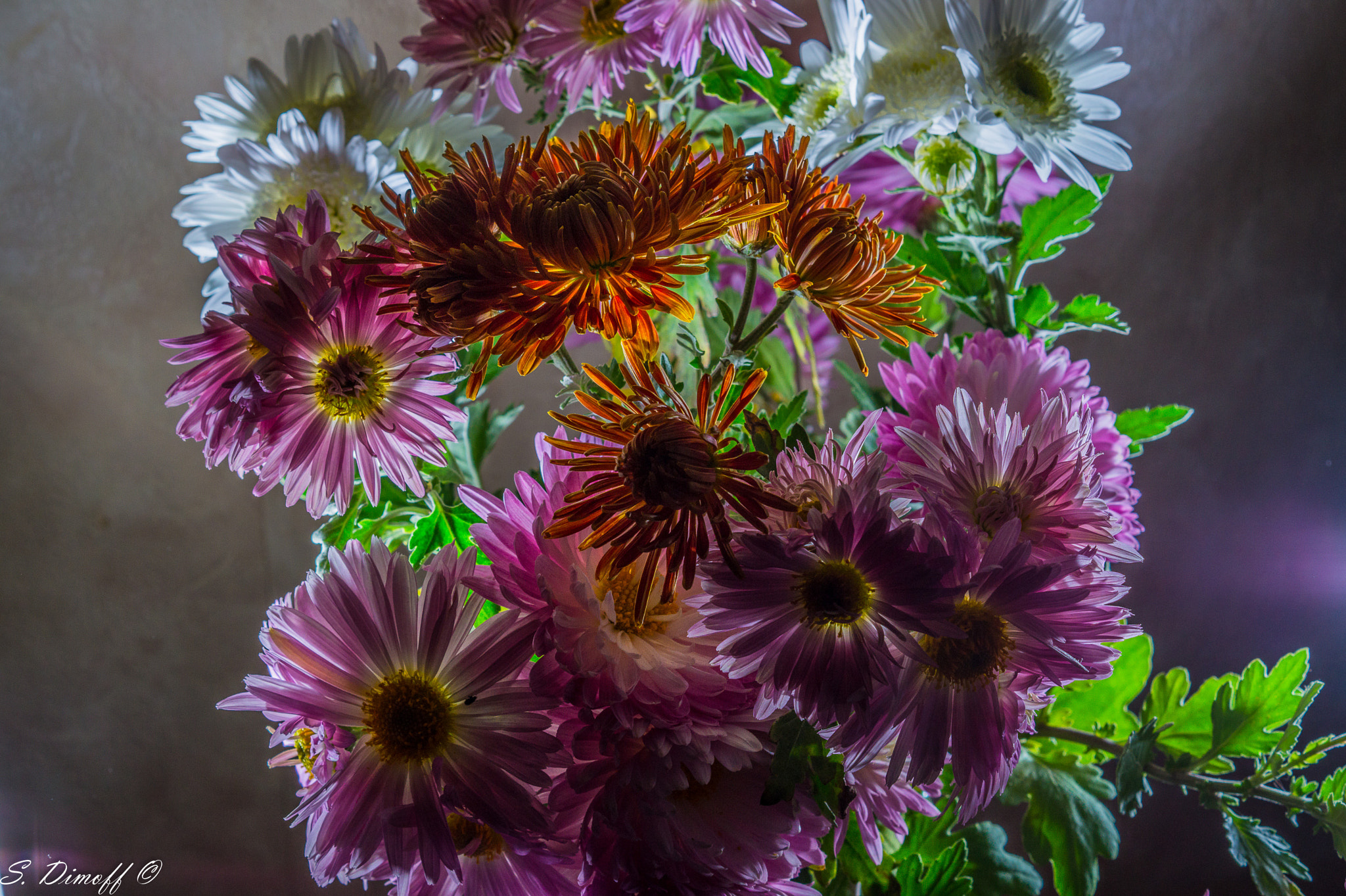 Sony SLT-A58 + Sony DT 50mm F1.8 SAM sample photo. "bouquet of colors" photography