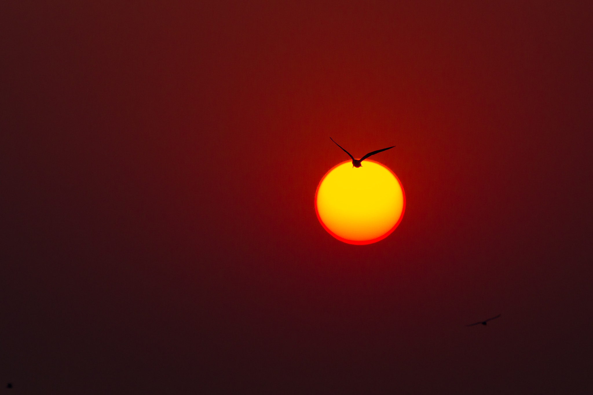Canon EF 300mm F2.8L IS II USM sample photo