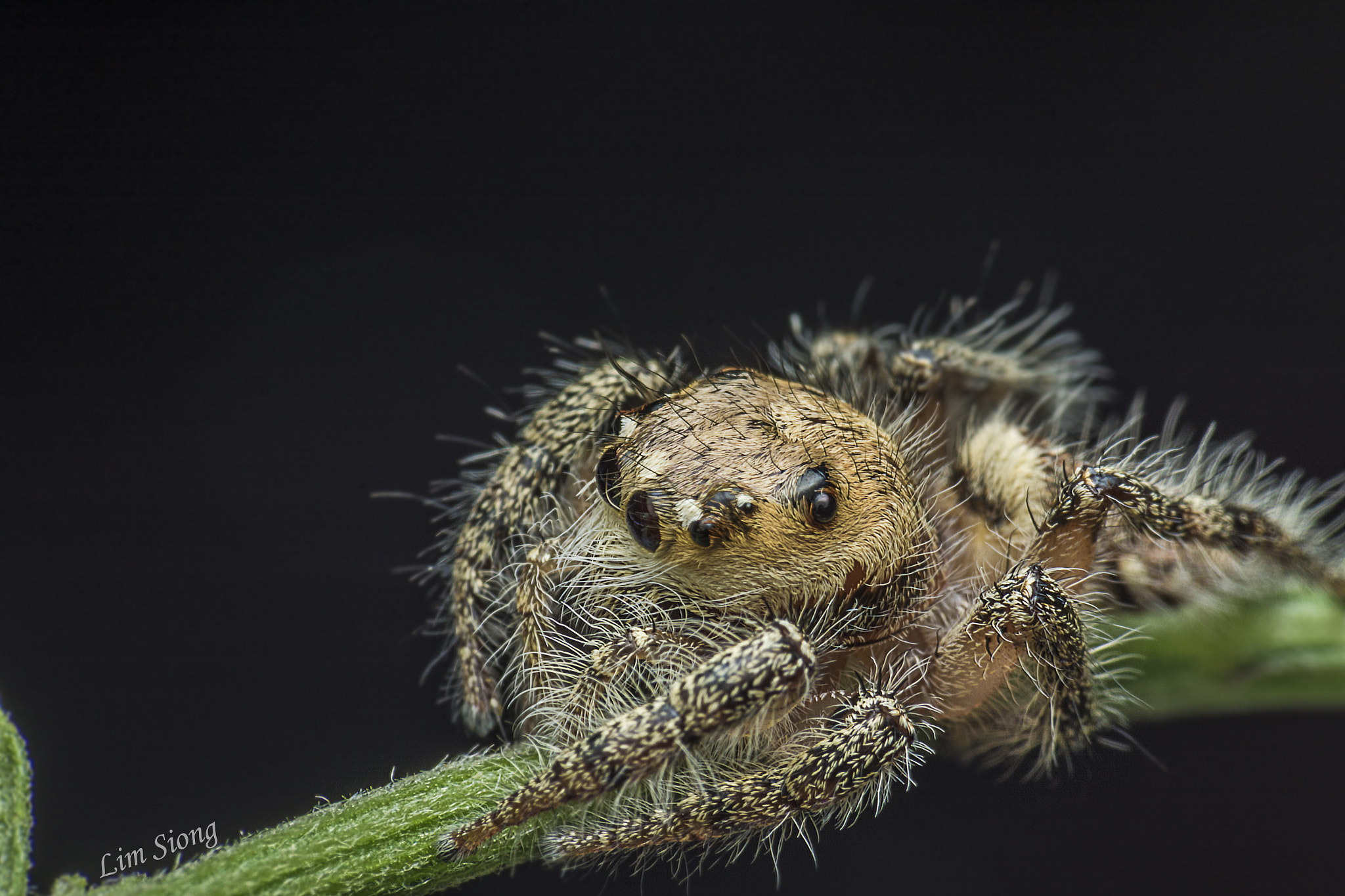 Sigma 70-300mm F4-5.6 APO DG Macro sample photo. Hairy jumping spider photography