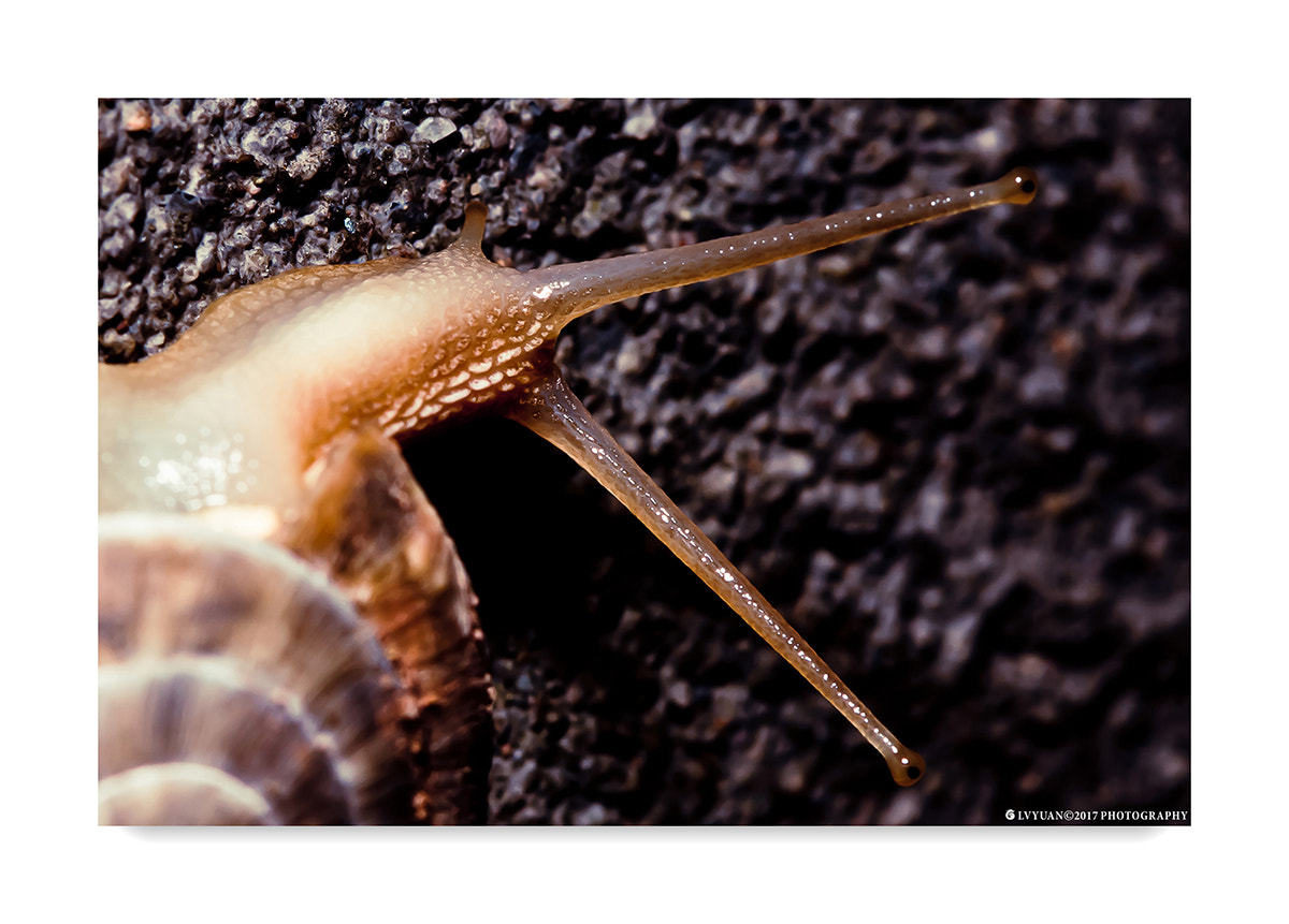 Canon EF 100mm F2.8 Macro USM sample photo. Never say die photography