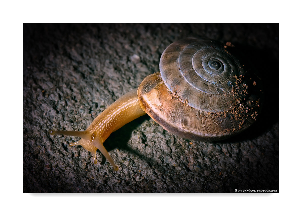 Canon EF 100mm F2.8 Macro USM sample photo. Looking and searching photography