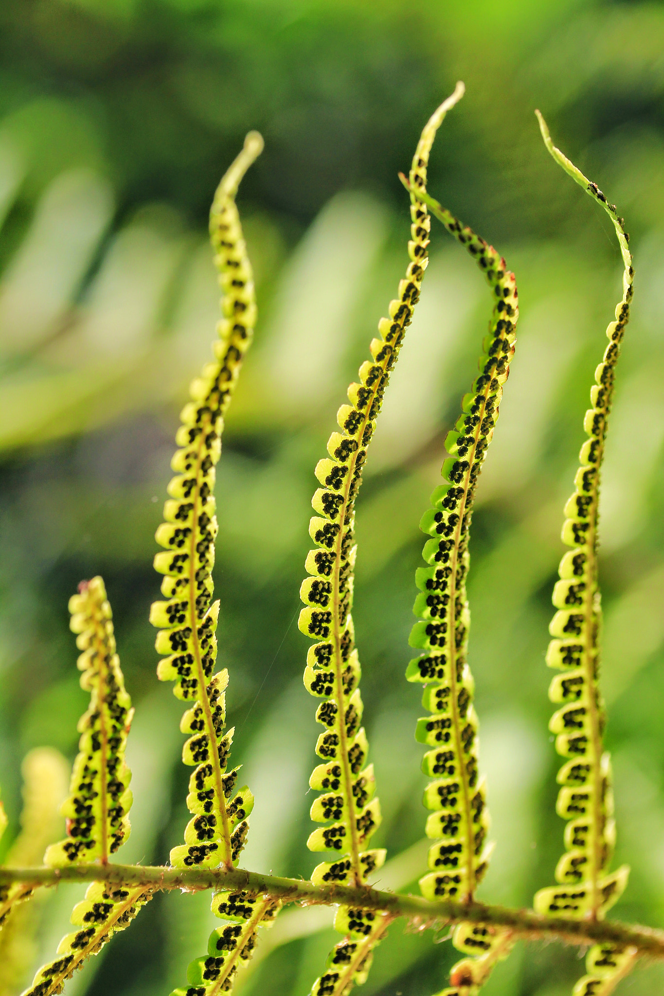 Canon EF-S 60mm F2.8 Macro USM sample photo. Ddaco photography