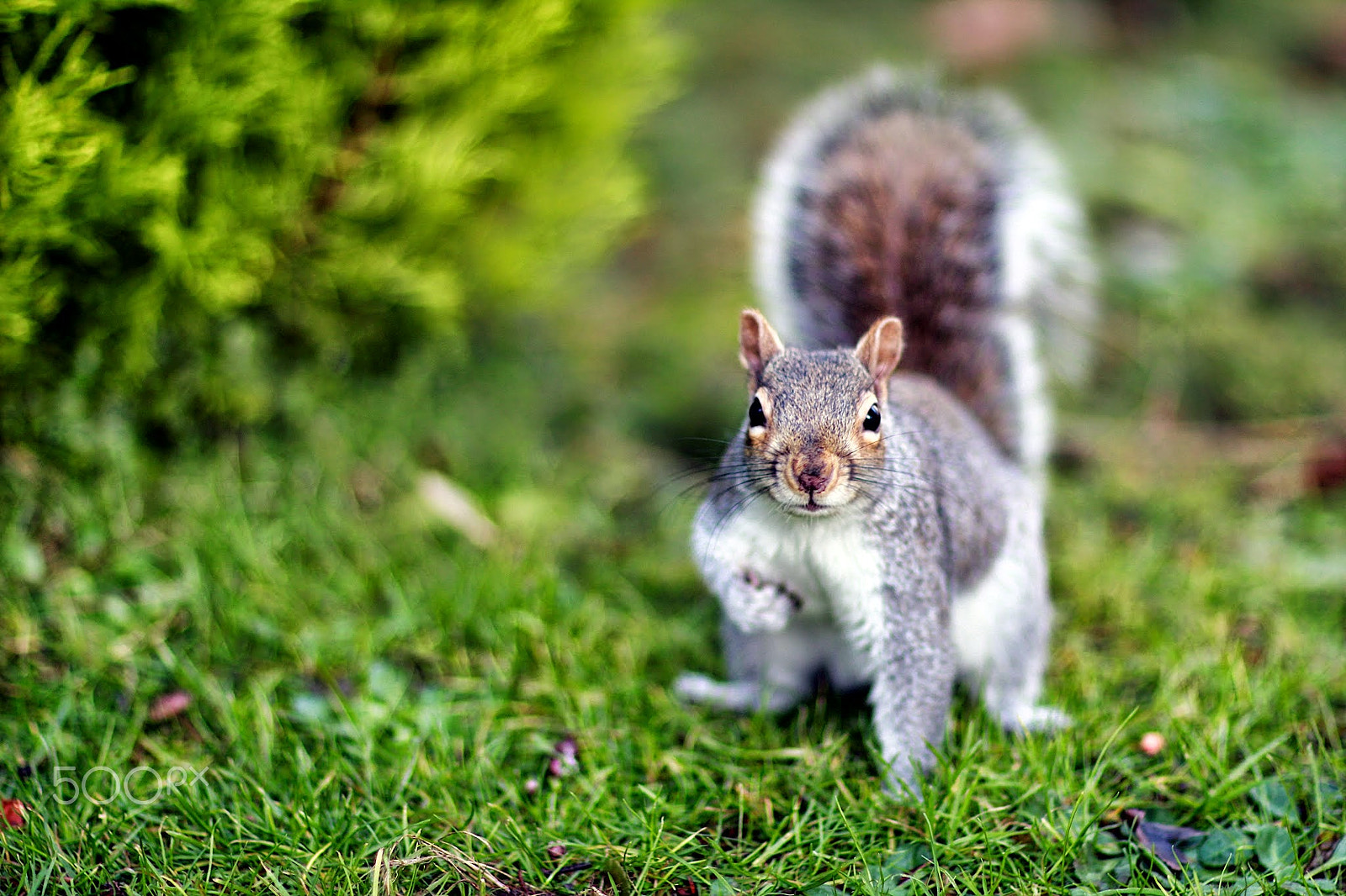 Canon EOS 550D (EOS Rebel T2i / EOS Kiss X4) + Canon EF 85mm F1.2L II USM sample photo. Inquisitive grey squirrel photography