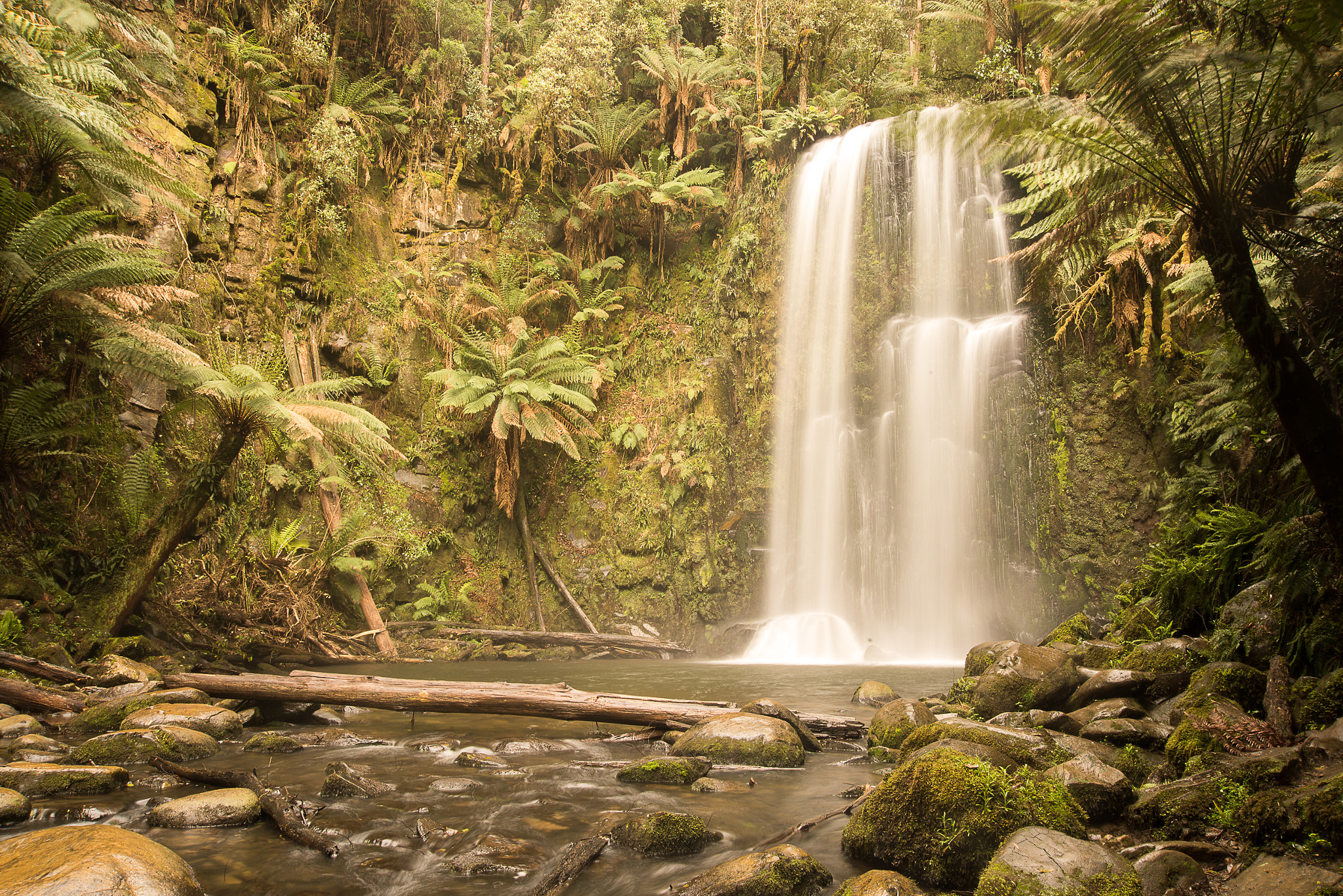 Nikon AF Nikkor 24-85mm F2.8-4D IF sample photo. Welcome to the jungle photography