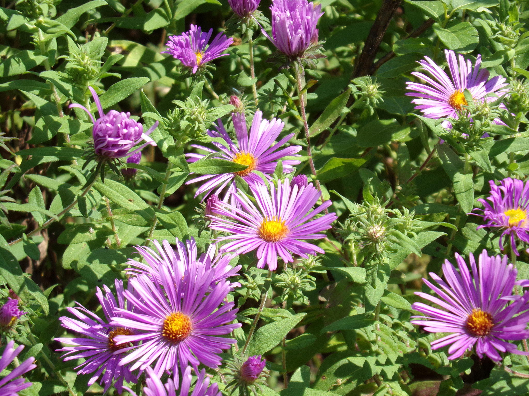Kodak PIXPRO AZ251 sample photo