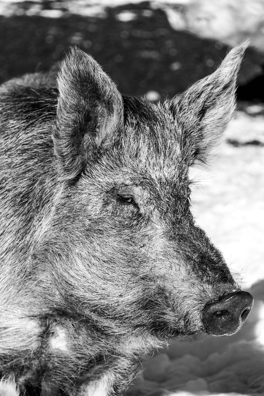 Canon EF-S 18-200mm F3.5-5.6 IS sample photo. Portrait of mother pig. photography