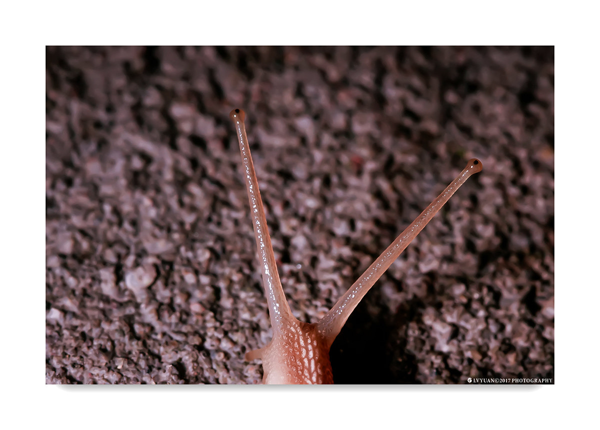 Canon EF 100mm F2.8 Macro USM sample photo. Sharp photography