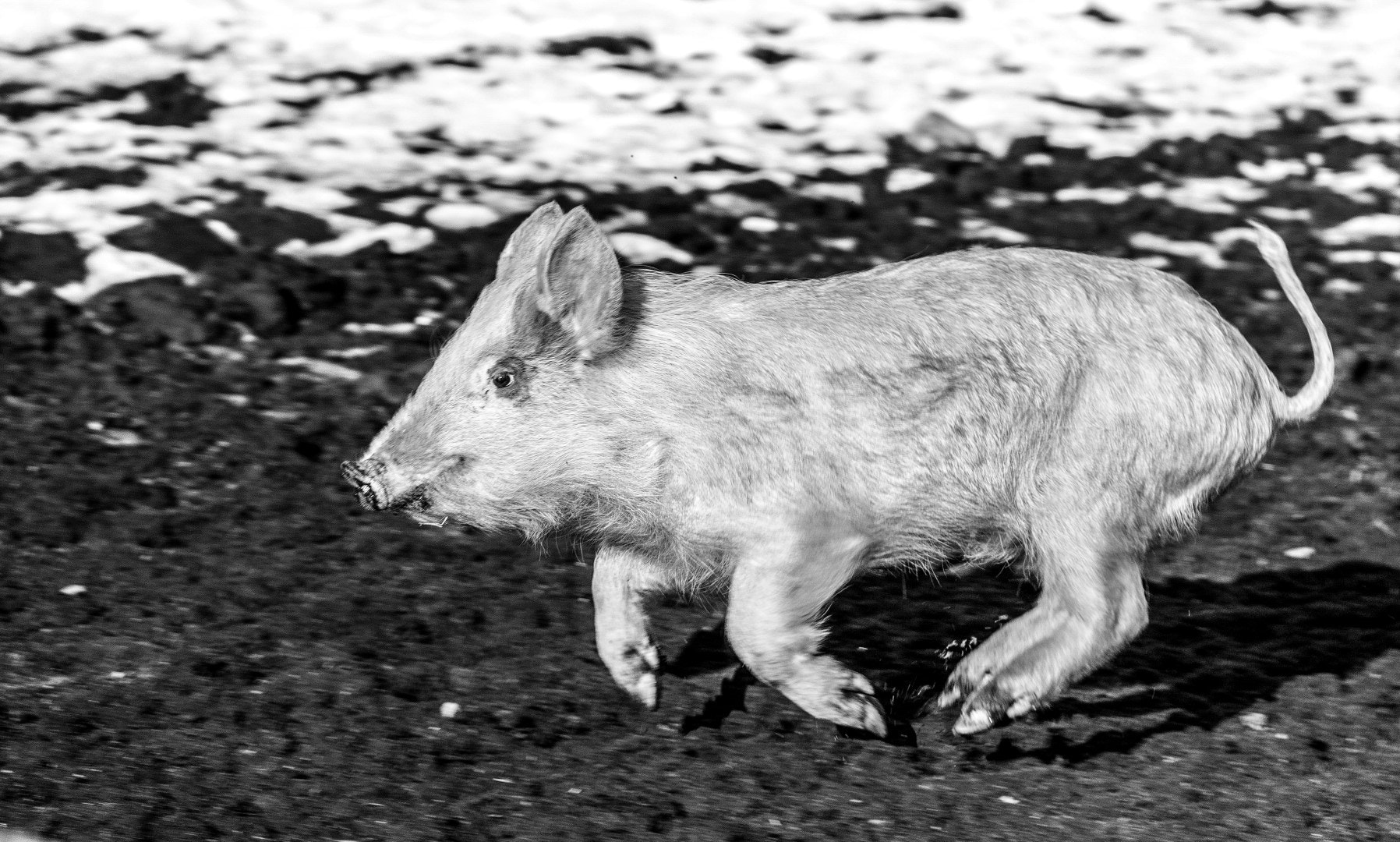 Canon EF-S 18-200mm F3.5-5.6 IS sample photo. Young pig 1 photography