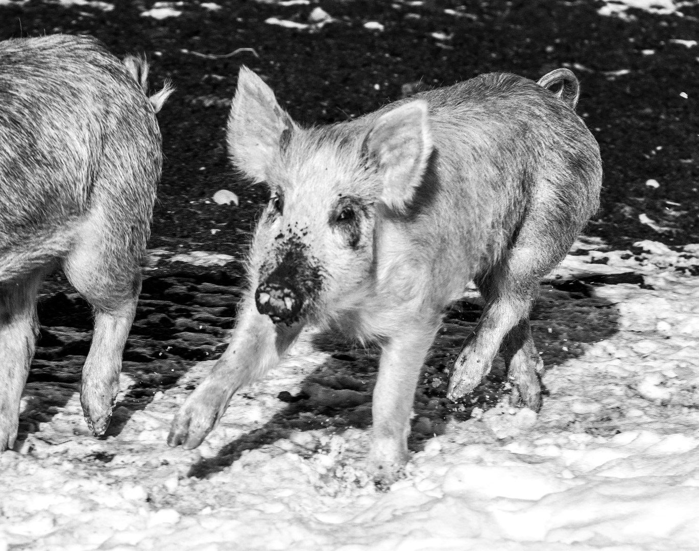 Canon EF-S 18-200mm F3.5-5.6 IS sample photo. Young pig 2 photography