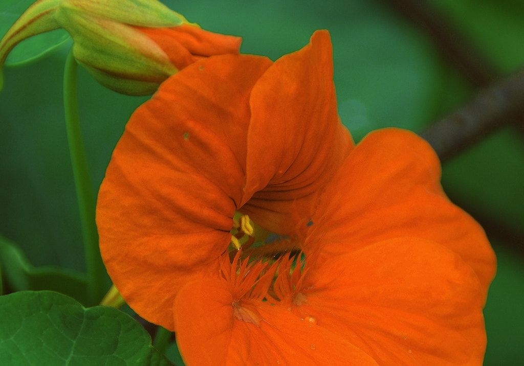 Sony DT 18-200mm F3.5-6.3 sample photo