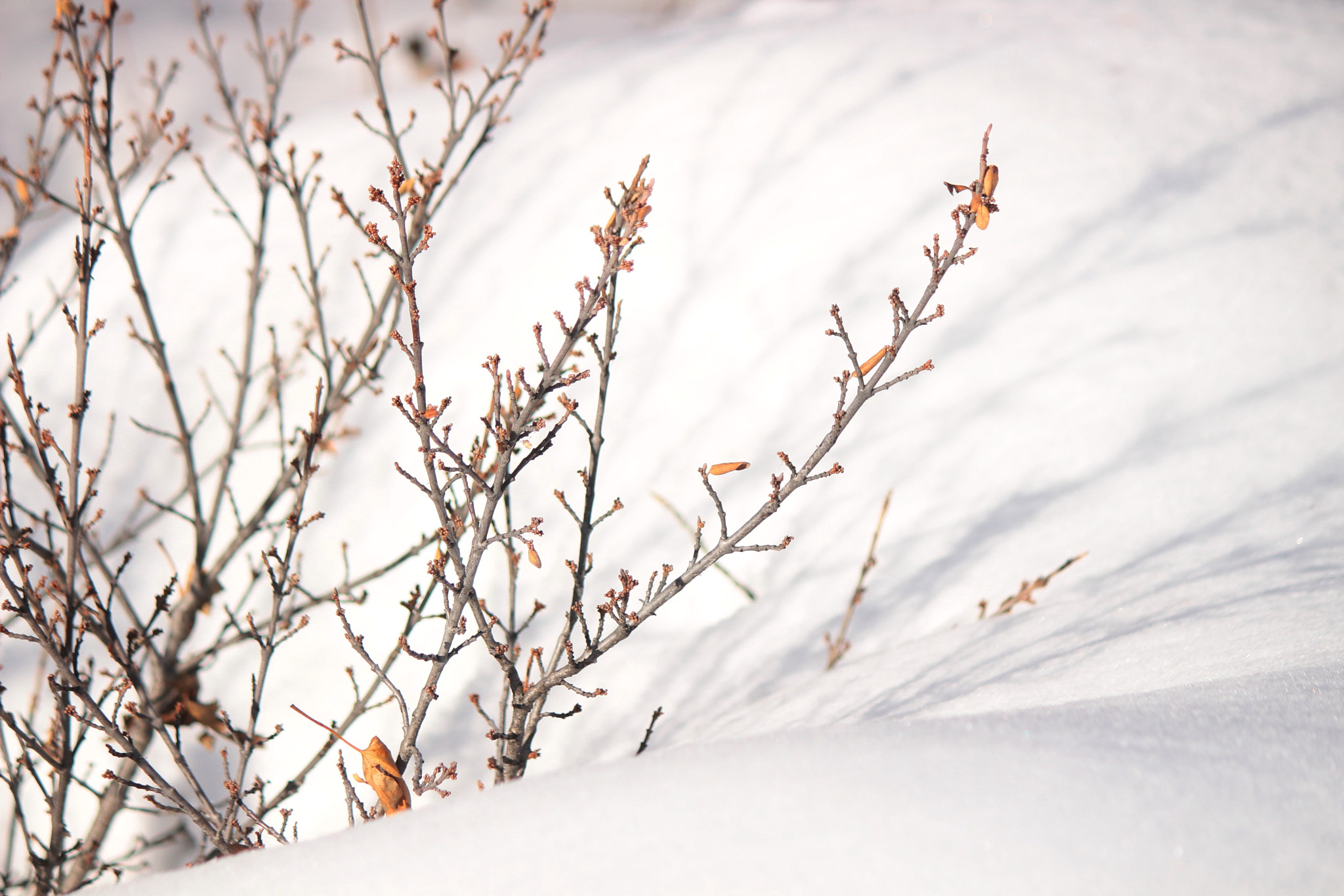 Canon EF-S 55-250mm F4-5.6 IS II sample photo. Bush in snow. photography