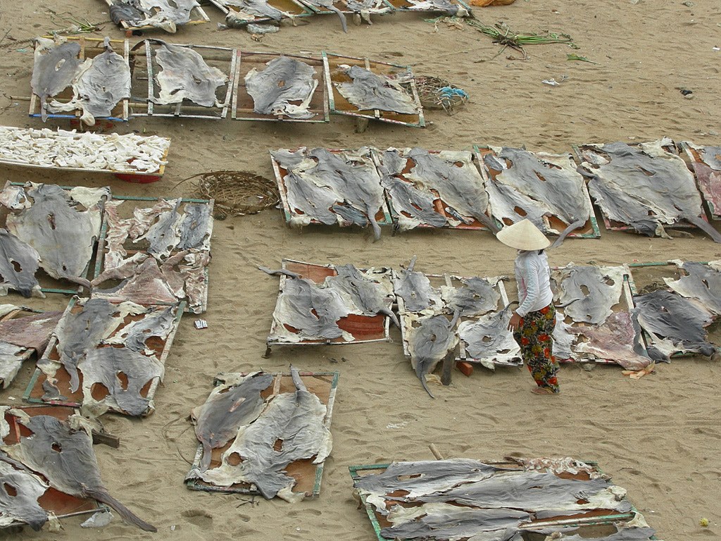 Nikon COOLPIX P1 sample photo. Fishing in vietnam photography
