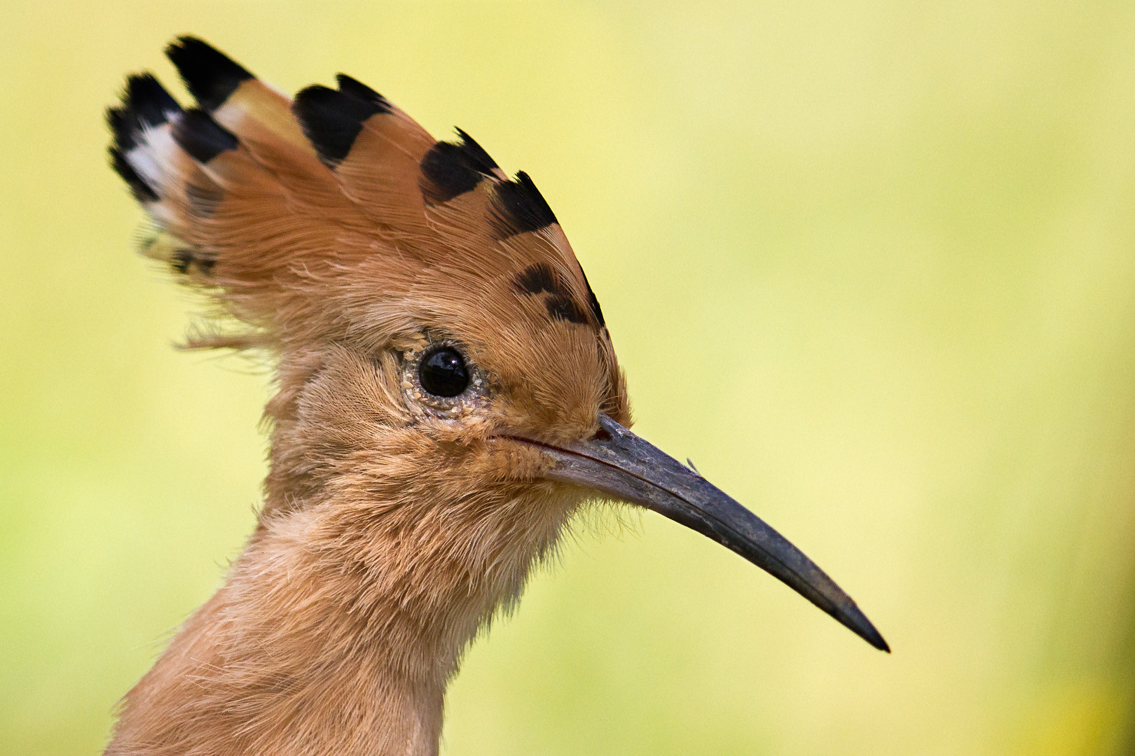 Canon EF 600mm F4L IS II USM sample photo. Huppe fasciée photography