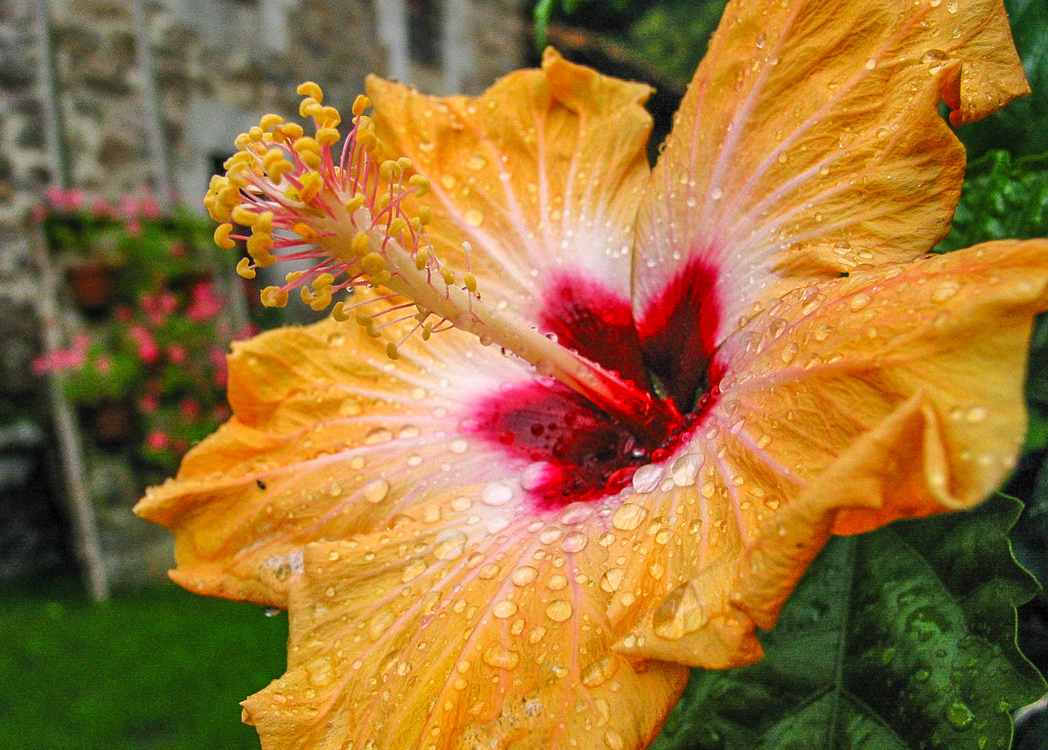 Canon POWERSHOT G2 sample photo. Flor bajo la lluvia photography