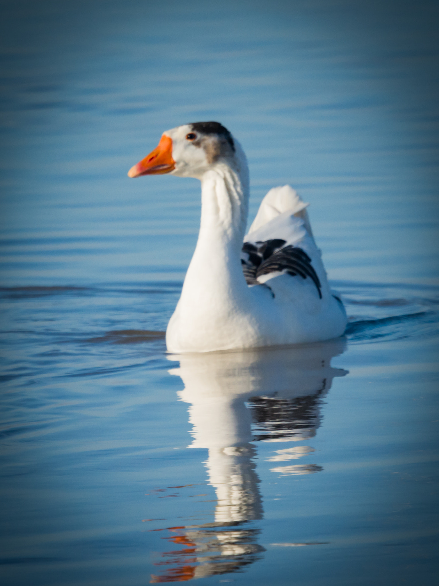 Nikon Nikkor AF-S 300mm F4E PF ED VR sample photo. Snow goose photography
