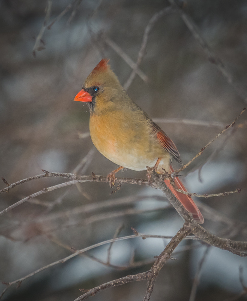 Nikon Nikkor AF-S 300mm F4E PF ED VR sample photo. Cardinal (female) photography