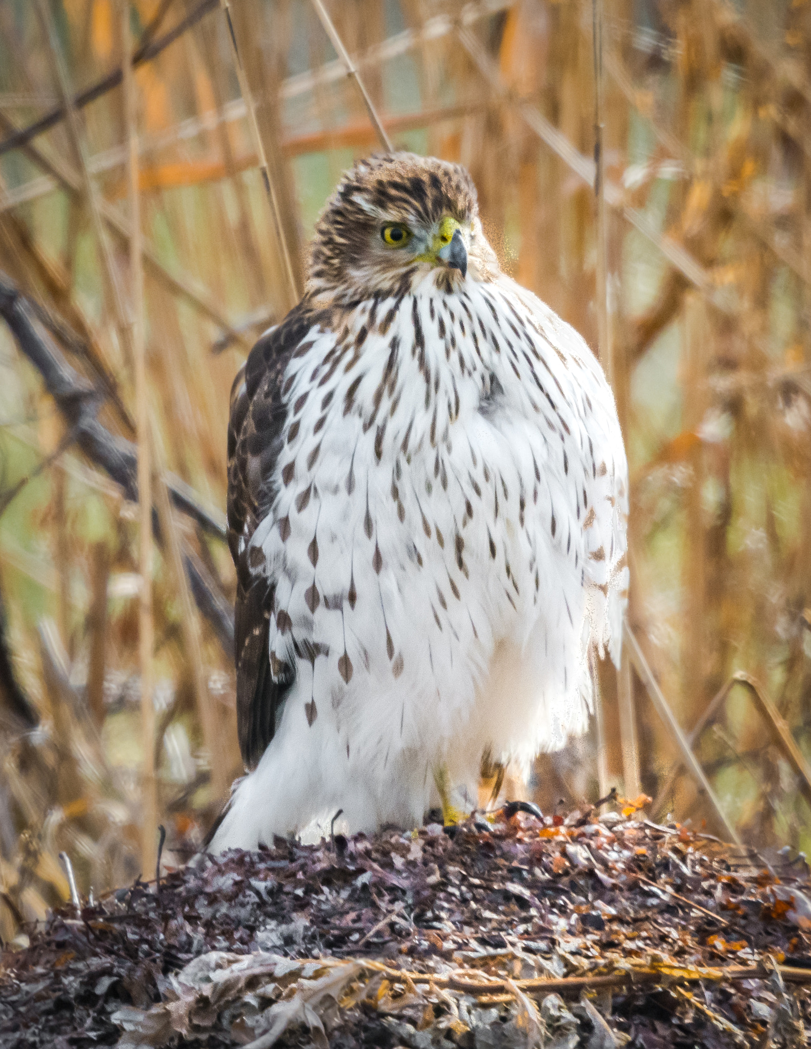 Nikon Nikkor AF-S 300mm F4E PF ED VR sample photo. Red-tailed hawk photography