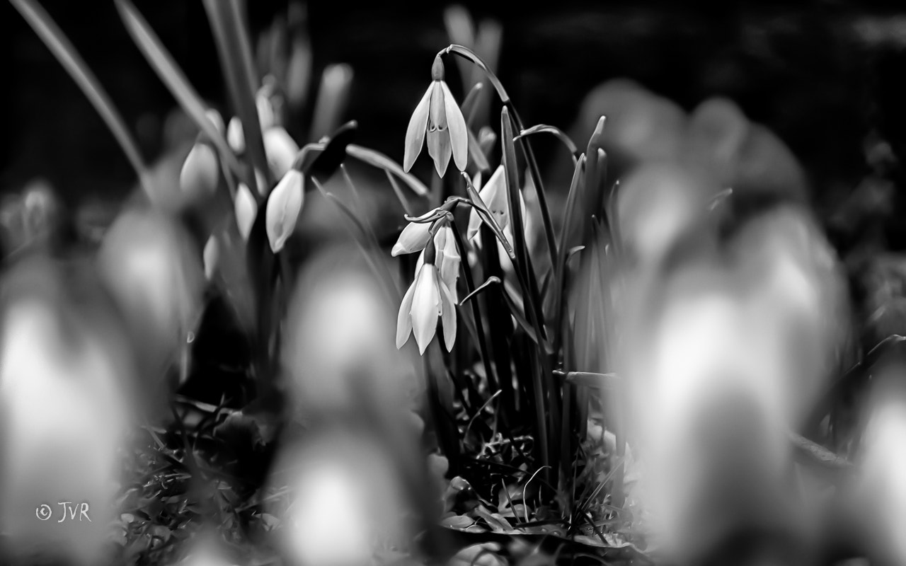 Canon EOS 60D + Canon EF 17-40mm F4L USM sample photo. Spring is on the way.... photography