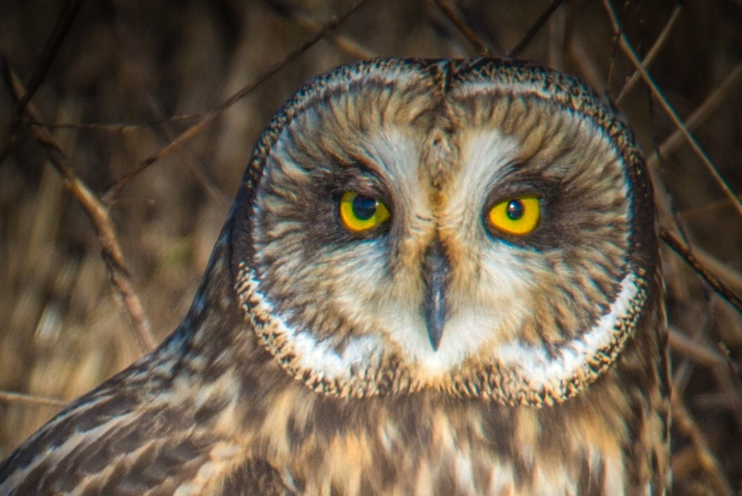 Nikon D800 sample photo. Owl photography