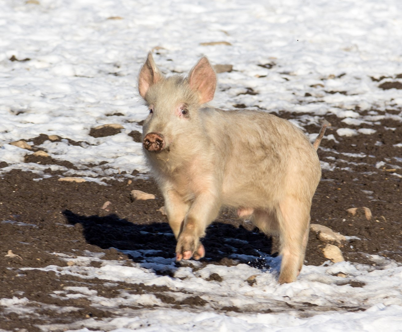 Canon EF-S 18-200mm F3.5-5.6 IS sample photo. Happy pig 1 photography
