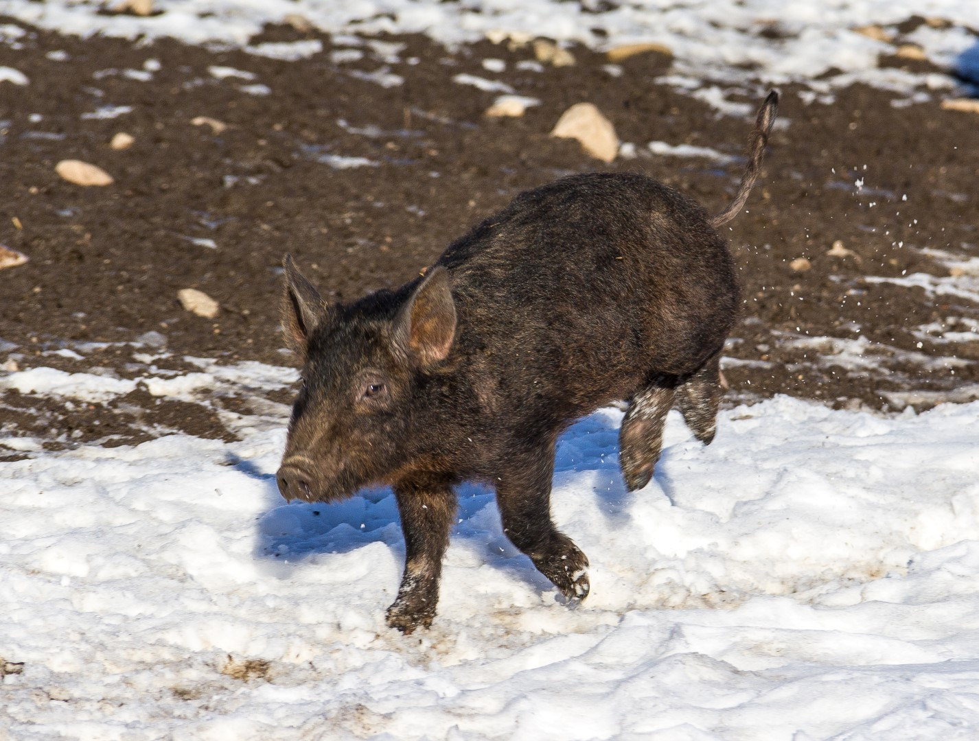 Canon EF-S 18-200mm F3.5-5.6 IS sample photo. Happy pig 3 photography