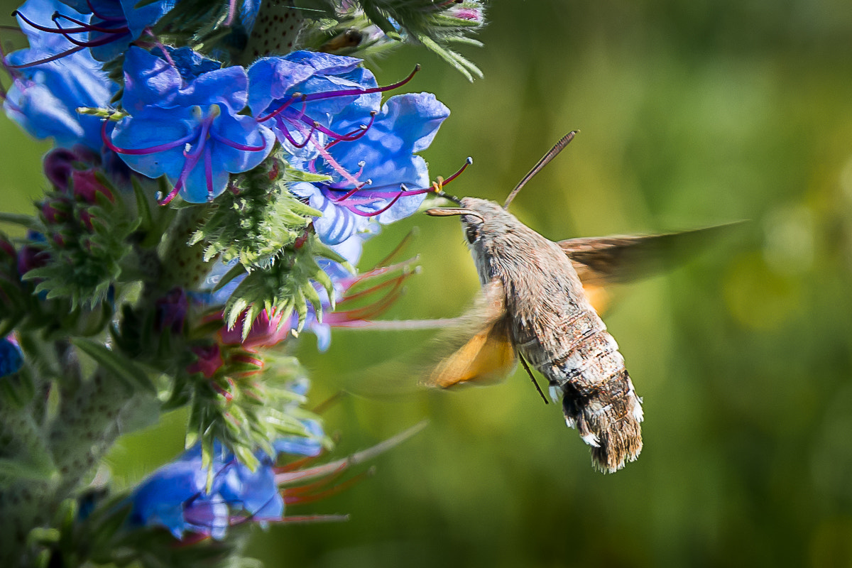 Sigma 17-50mm F2.8 EX DC OS HSM sample photo. Sphinx photography