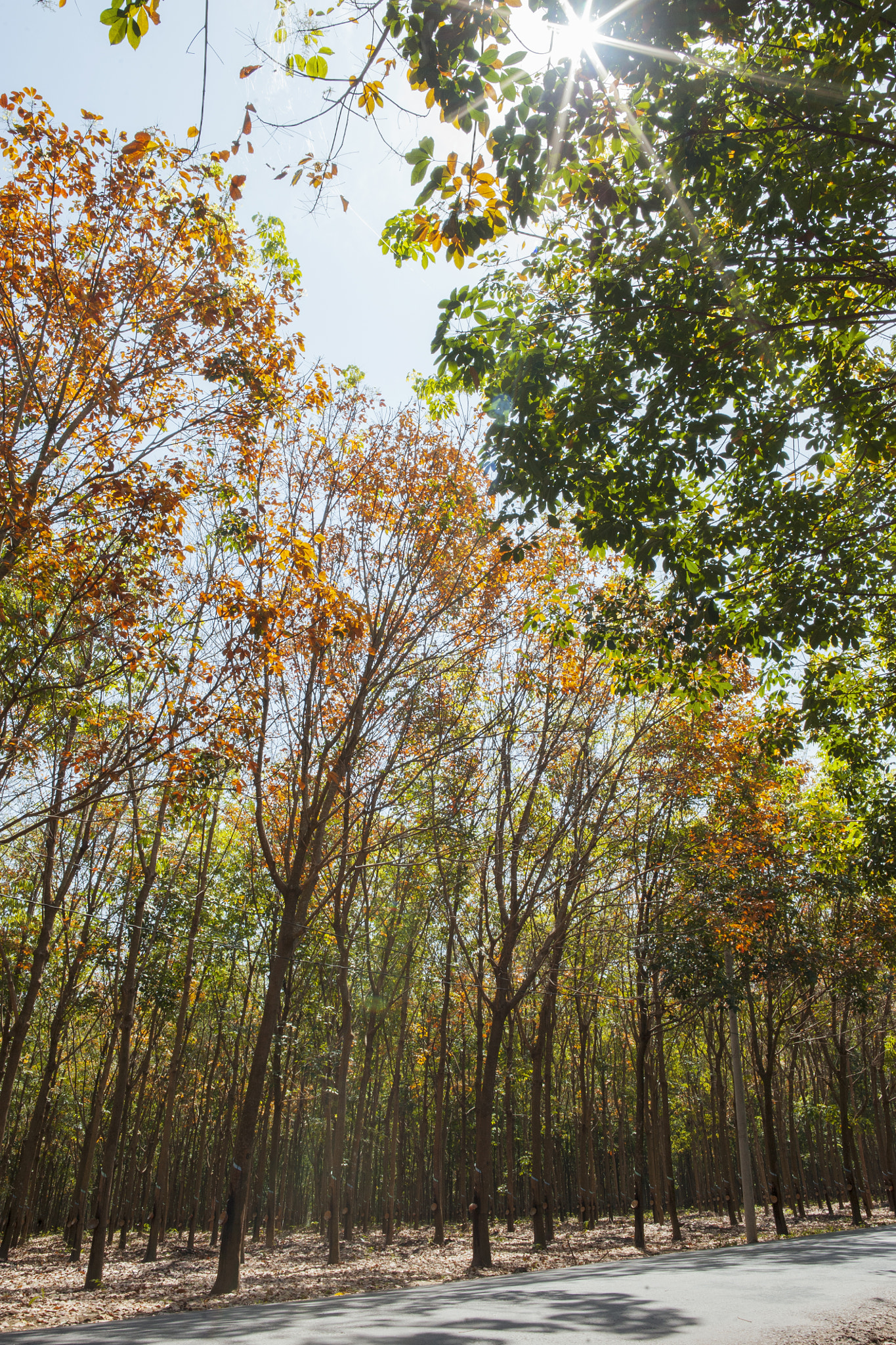 Samyang 12mm F2.8 ED AS NCS Fisheye sample photo. Change season photography